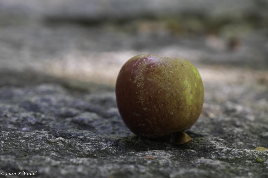 LA MANZANA DE LA DISCORDIA