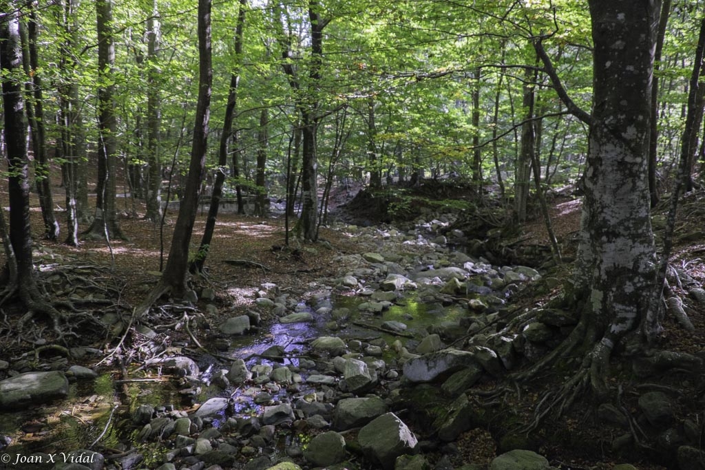 FAGEDA DE SANTA FE