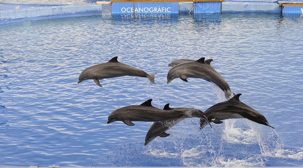 Delfines