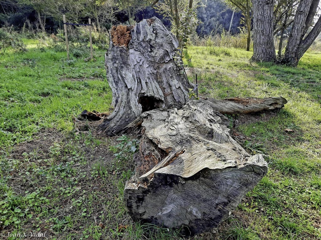 DARRER NAUFRAGI D\'UNA ALSINA SURERA