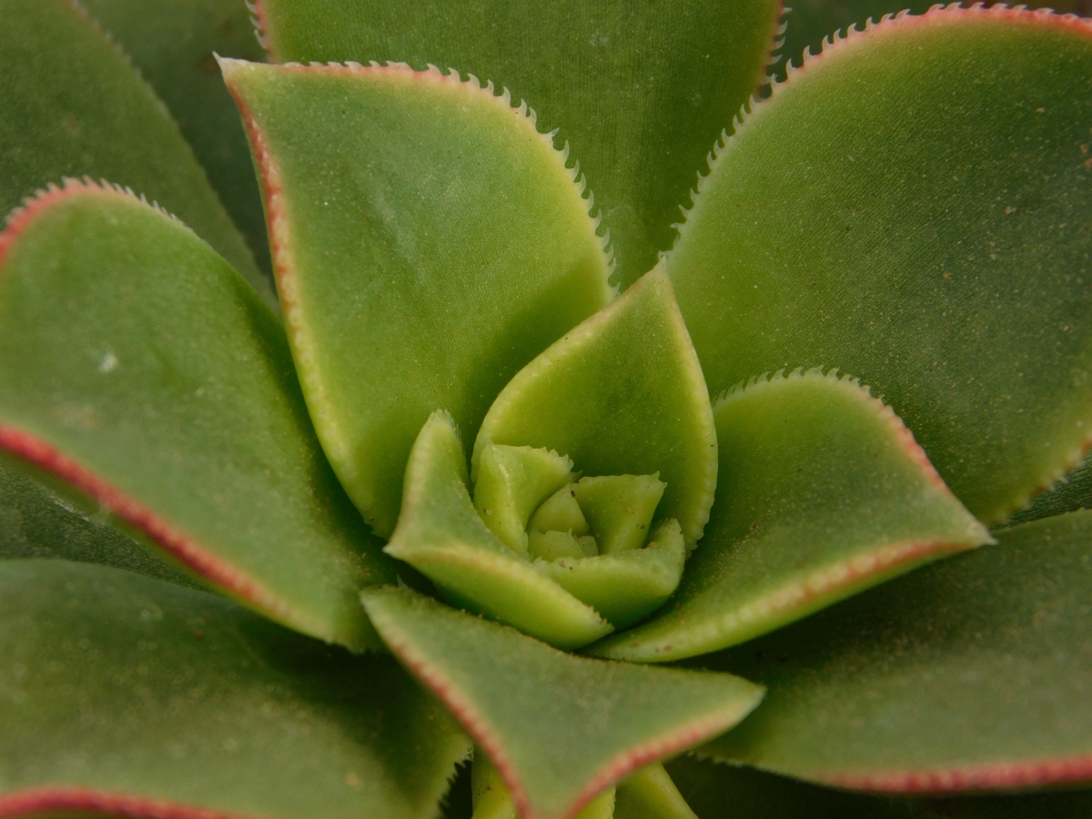 Plantas en la parcela