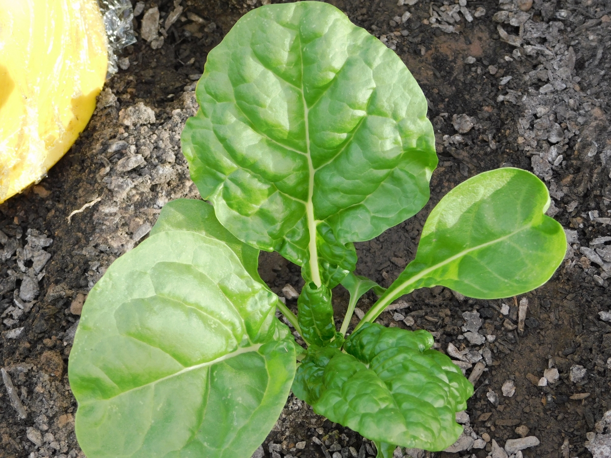 Un tipo de lechuga en crecimiento