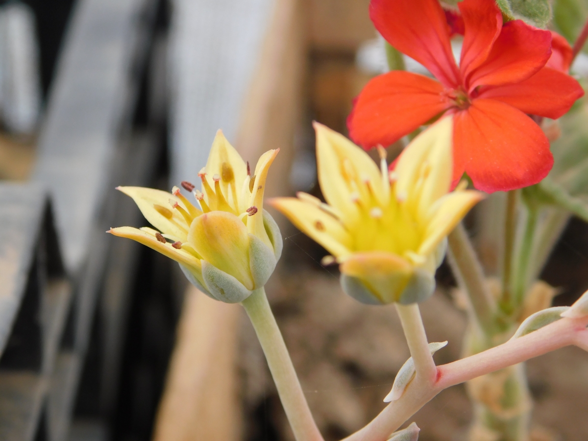 Flores del jardn