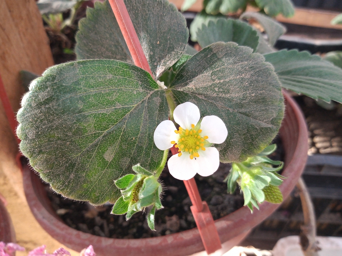 Flor de la frutilla