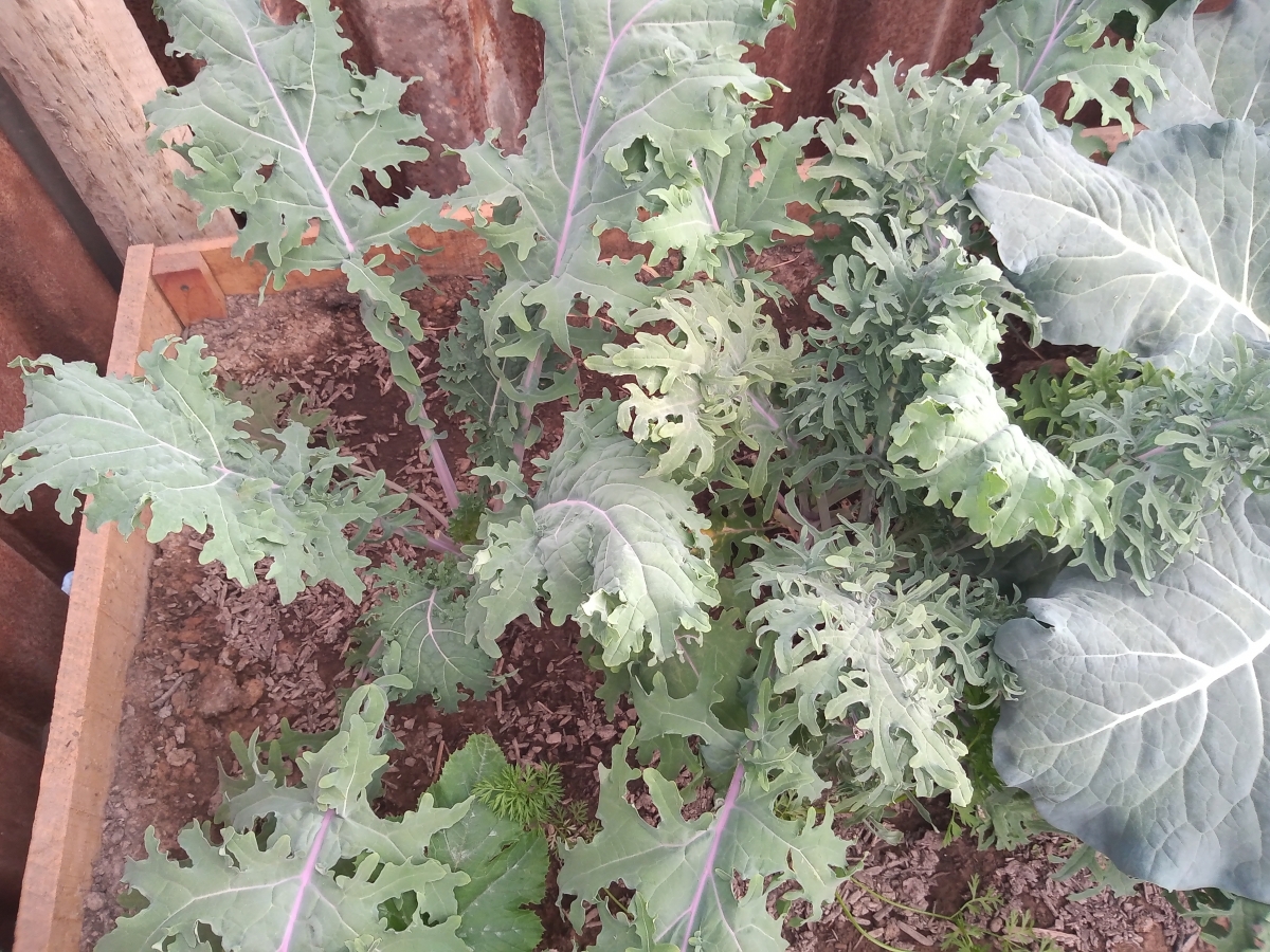 Kale, pariente de la lechuga