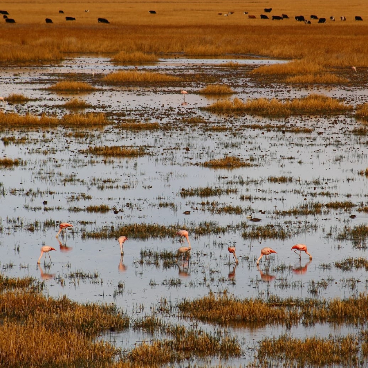 Flamencos 