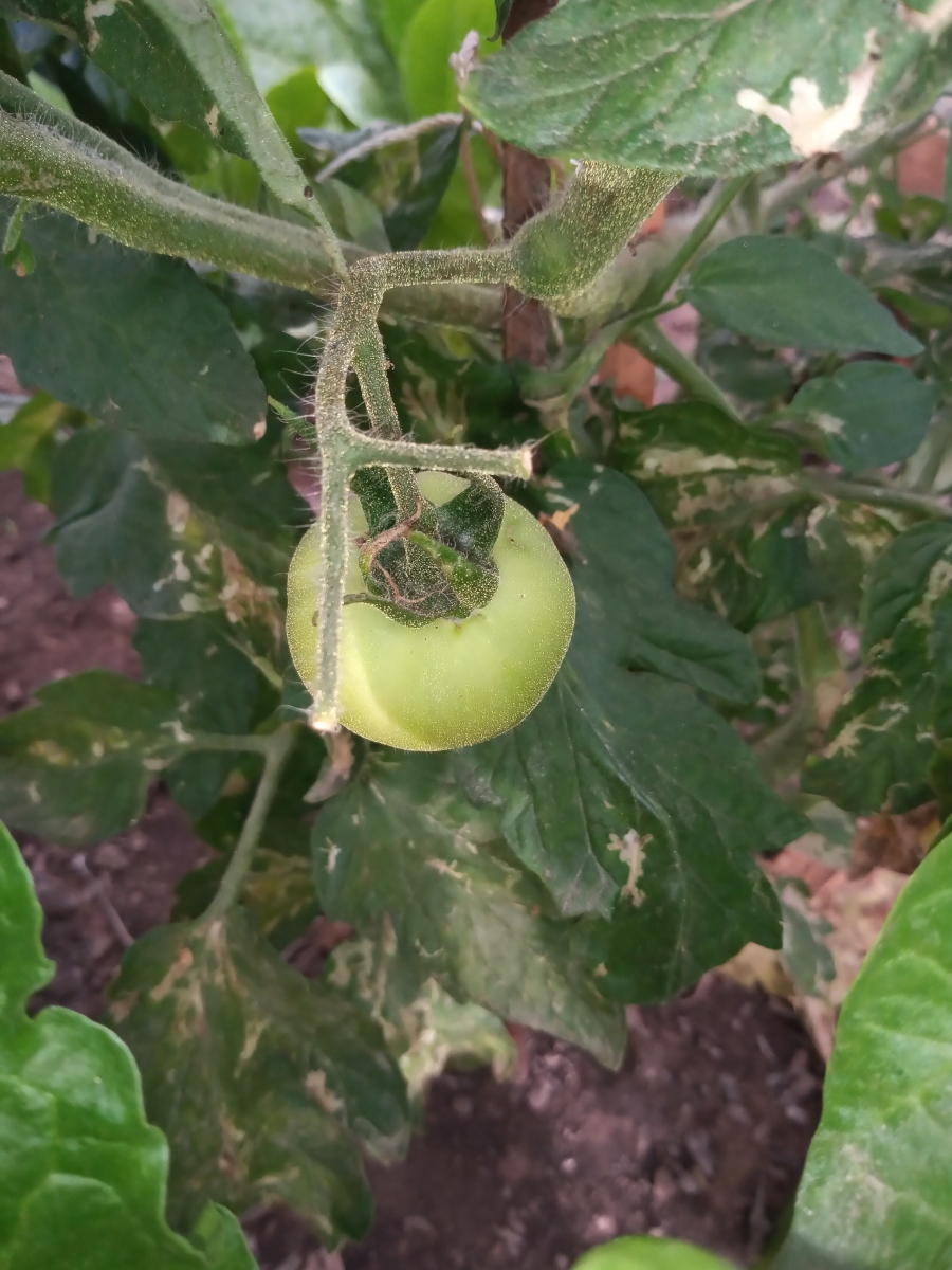 Los primeros tomates