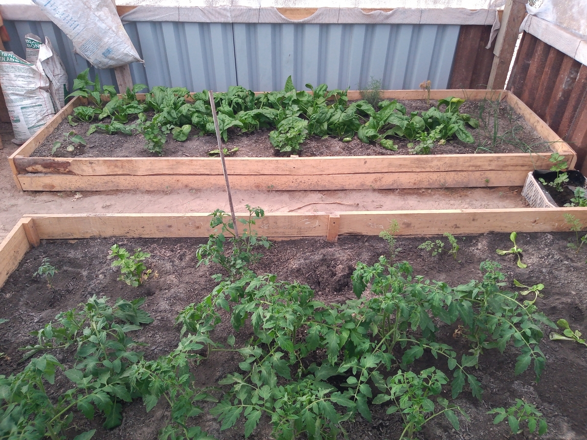 Las melgas en accin, llenas de ricas verduras