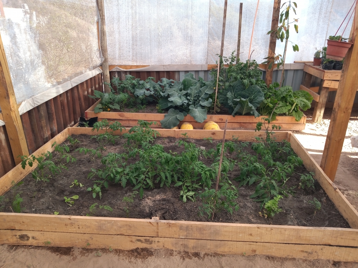 Las melgas en accin, llenas de ricas verduras 2