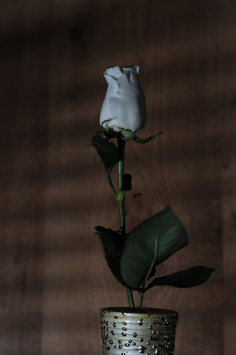 Rosa blanca .1