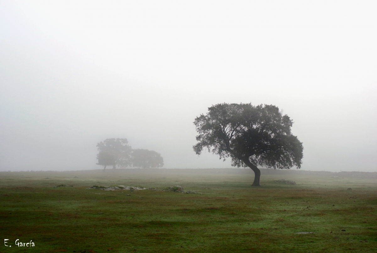 Dias de niebla VI