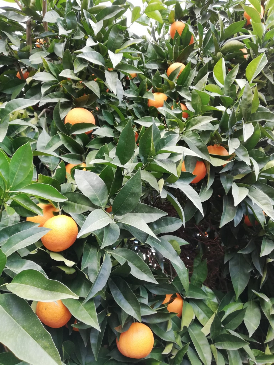 rbol de ricas naranjas, jugositas jajajaja