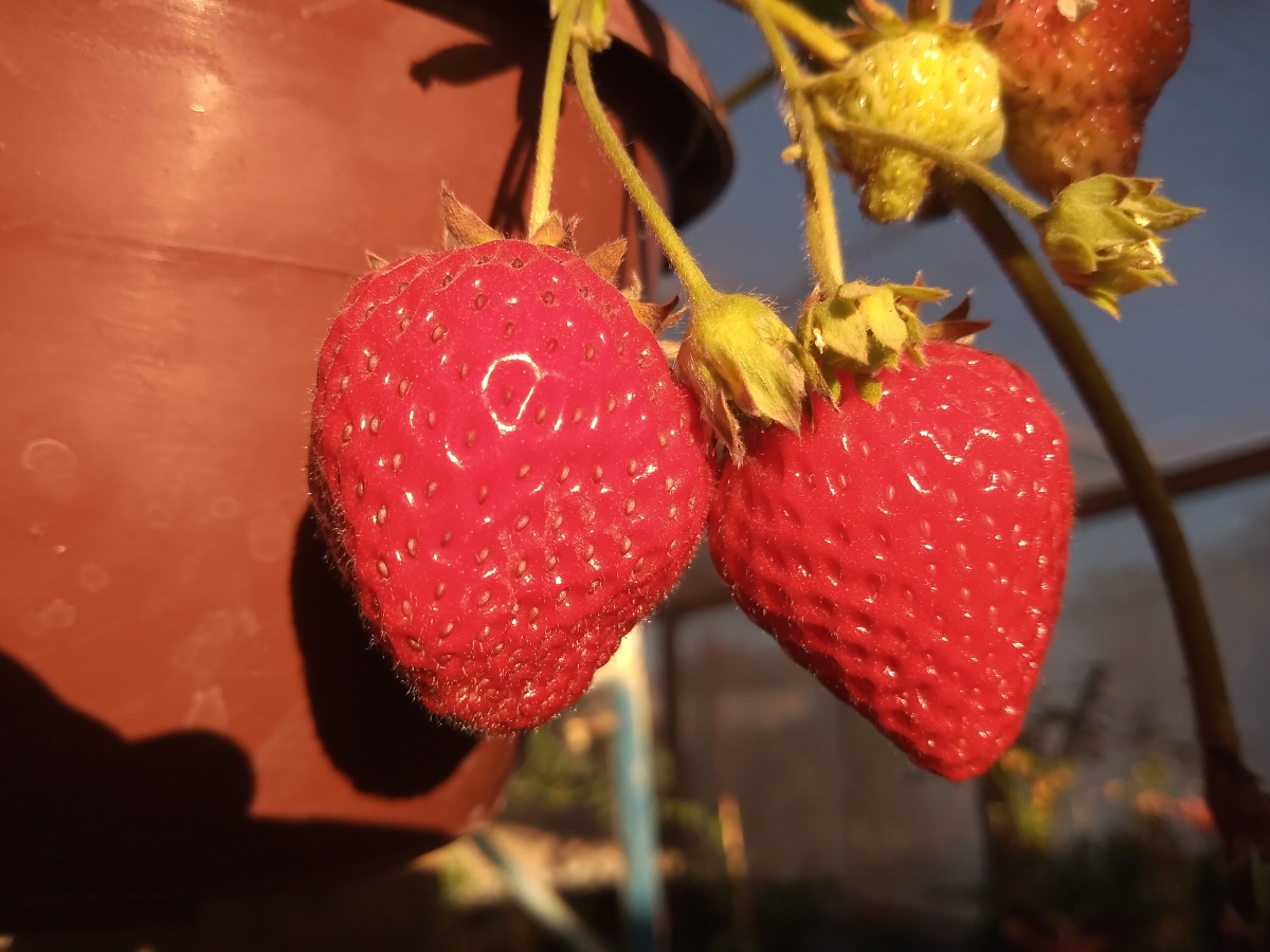 Ricas frutillas, sin aditivos ni qumicos, naturales