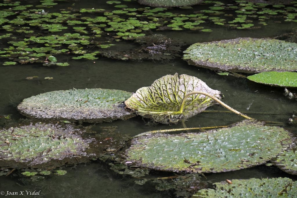 PLANTA DE LOTUS