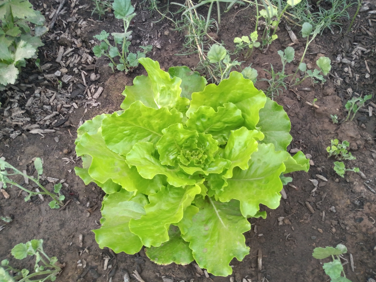 Una de las tantas variedades de lechuga