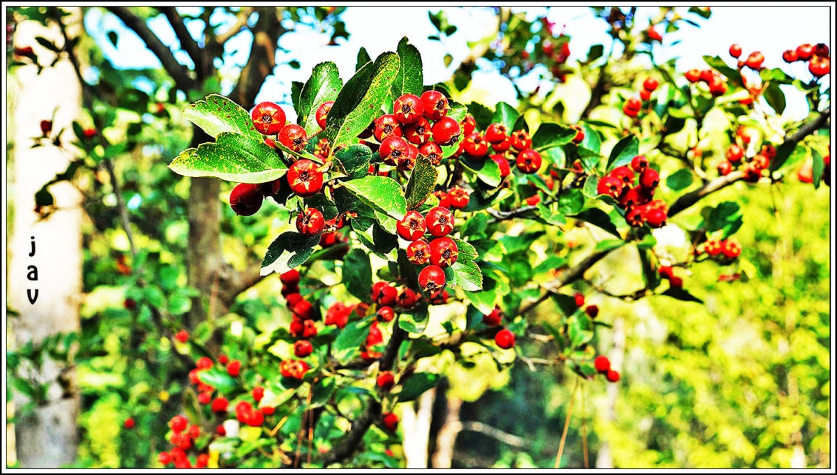 Frutos rojos.