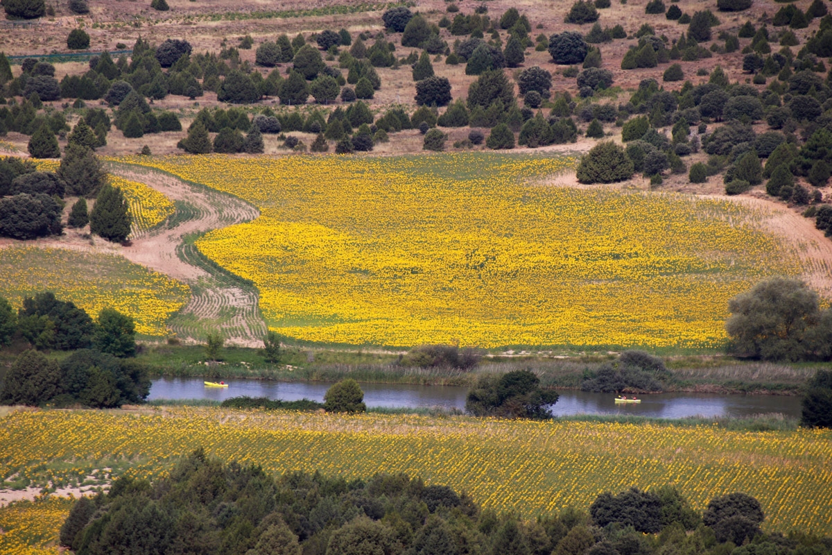 Campos a orillas del Duero