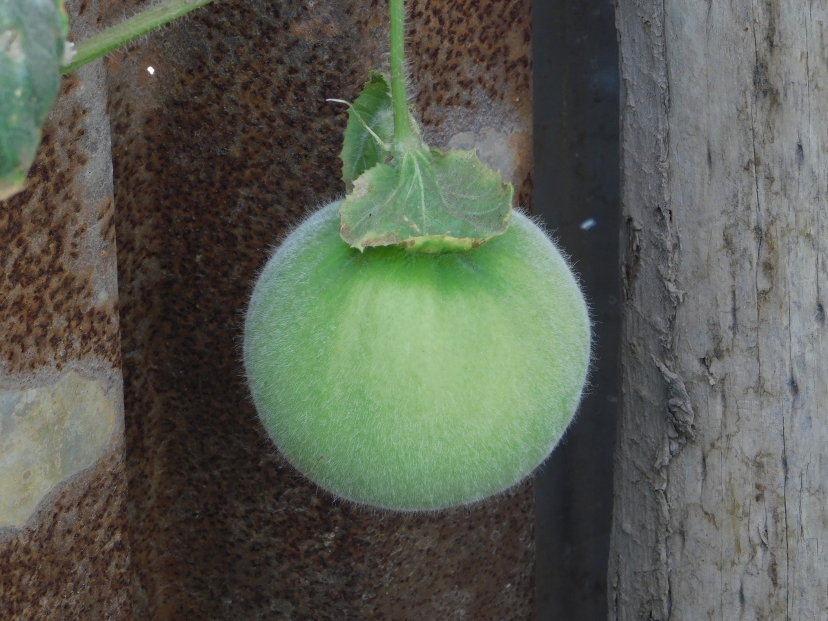 El primer meln de la huerta