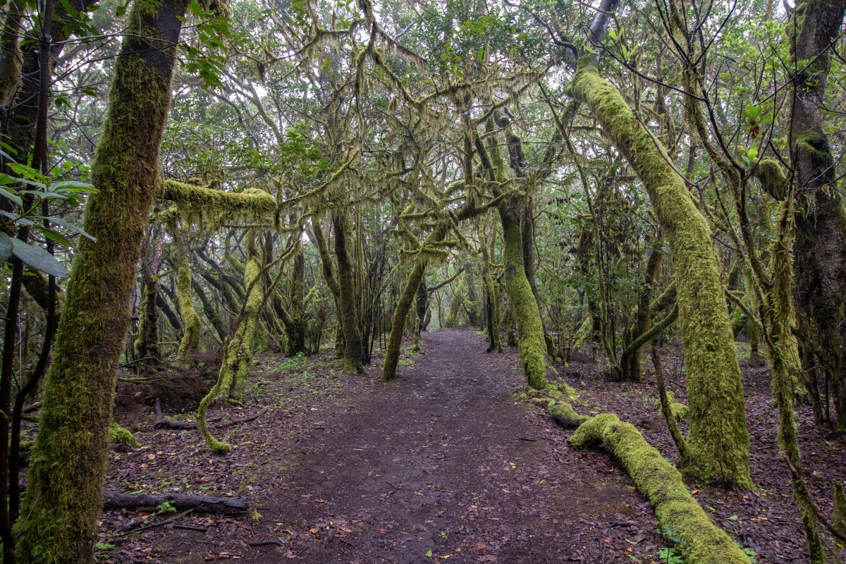 Sendero Caada de Jorge