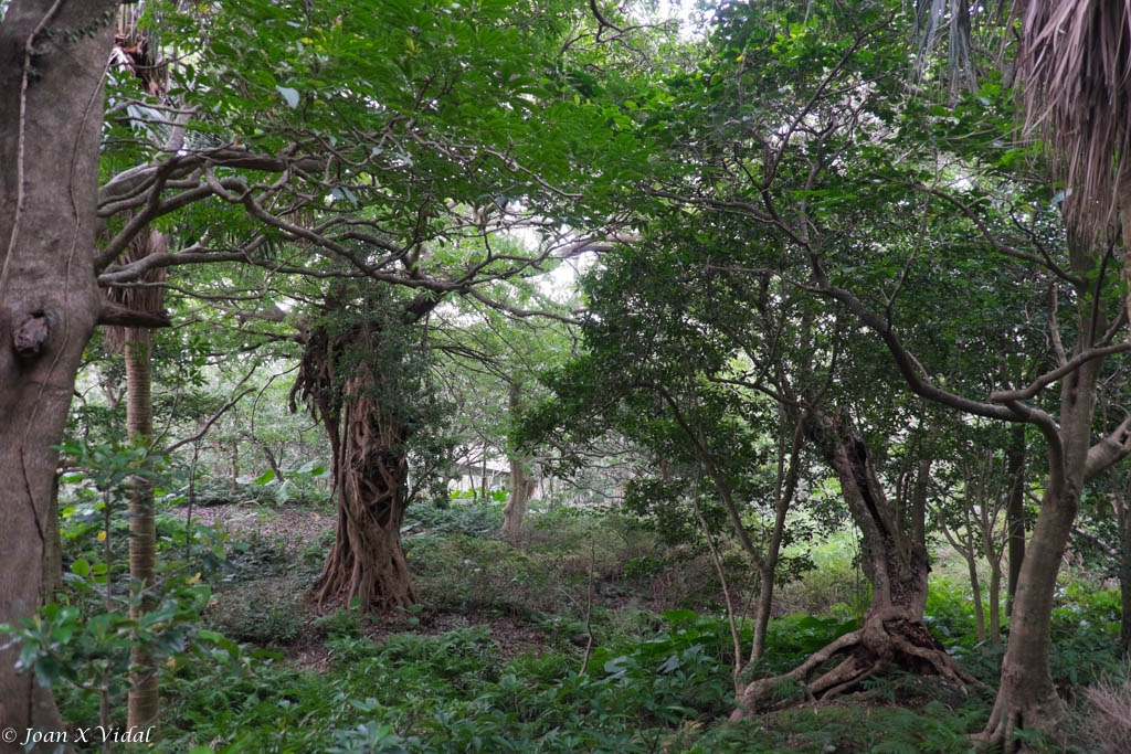 FLORA ENDMICA DE YAKUSHIMA