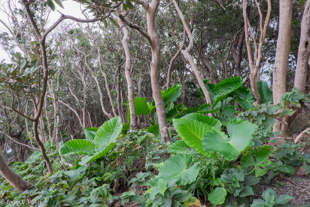 FLORA ENDMICA DE YAKUSHIMA