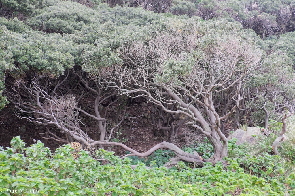 FLORA ENDMICA DE YAKUSHIMA