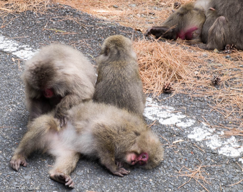 MACACOS JAPONESES