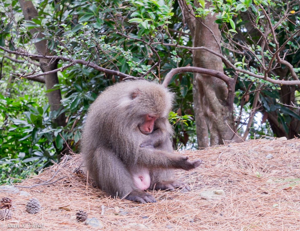 MACACOS JAPONESES