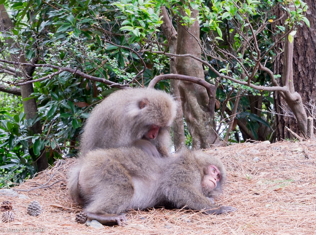 MACACOS JAPONESES