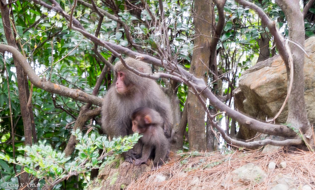 MACACOS JAPONESES