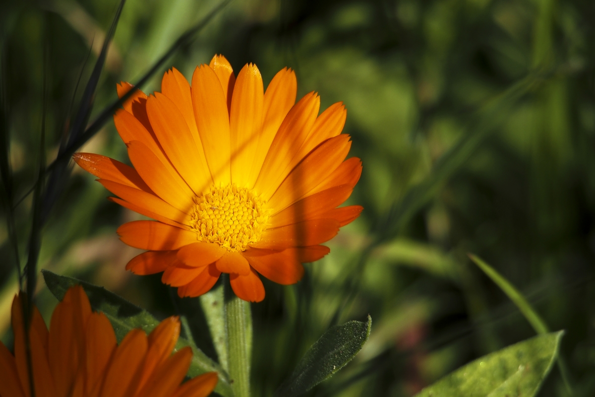 LA PRIMAVERA YA EST A LA VUELTA DE LA ESQUINA