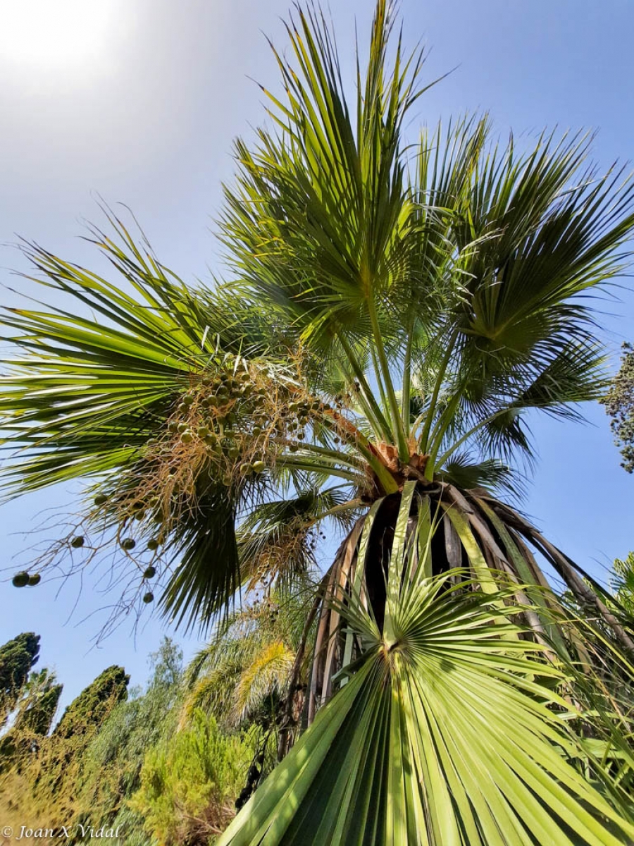 PALMERA