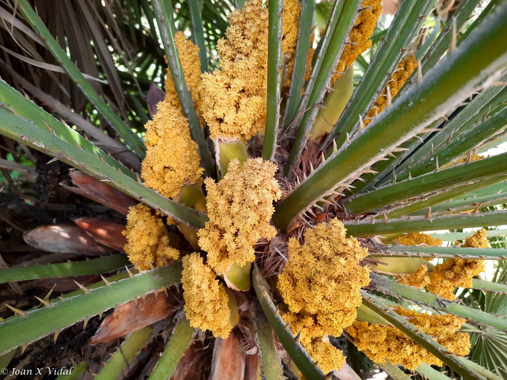 FRUIT DE LA PALMERA