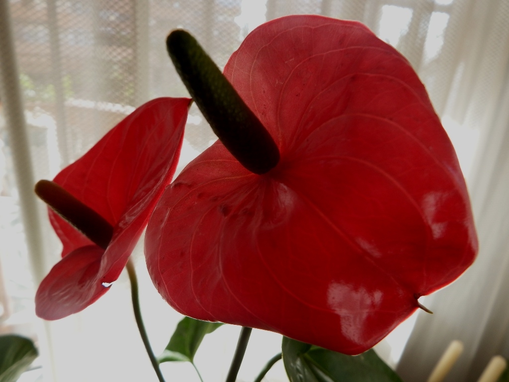 Anthurium  la Flor del Amor