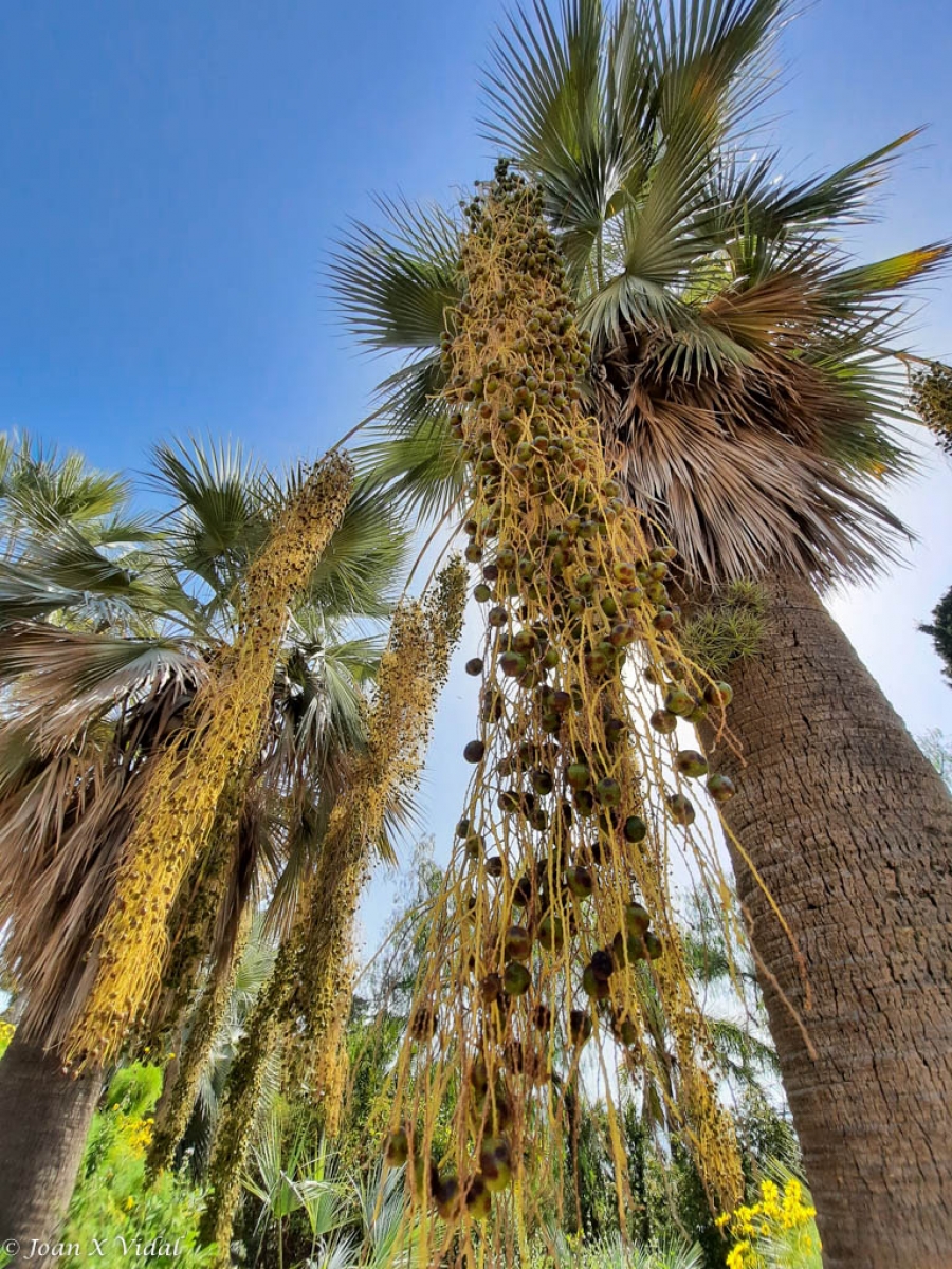 FRUITS DE PALMERA