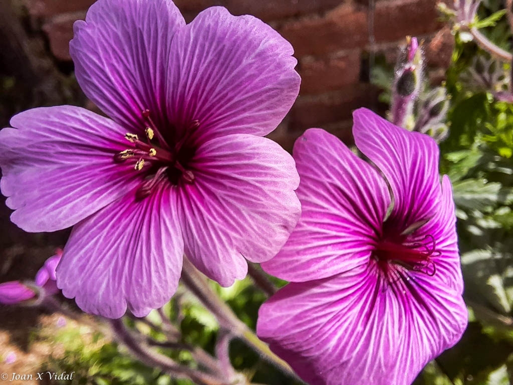 FLORA VIOLTA