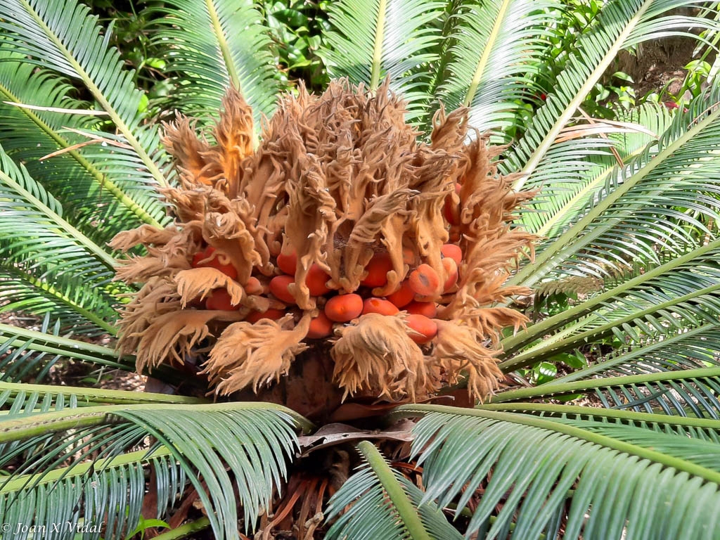 EL COR DE LA PALMERA