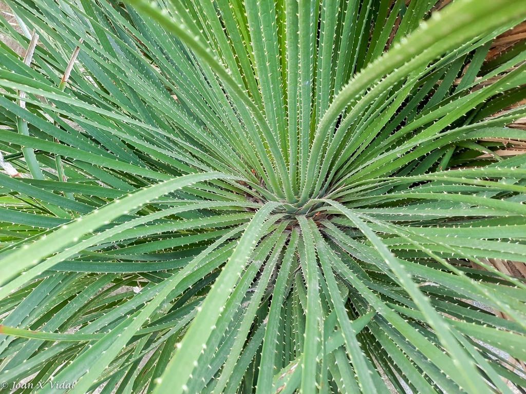 BRAOS DE PALMERA