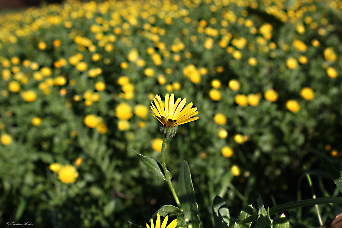 Primavera otoal