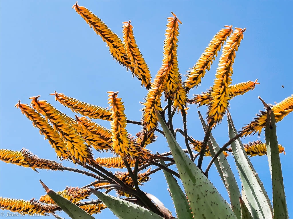 CACTUS FLORIT