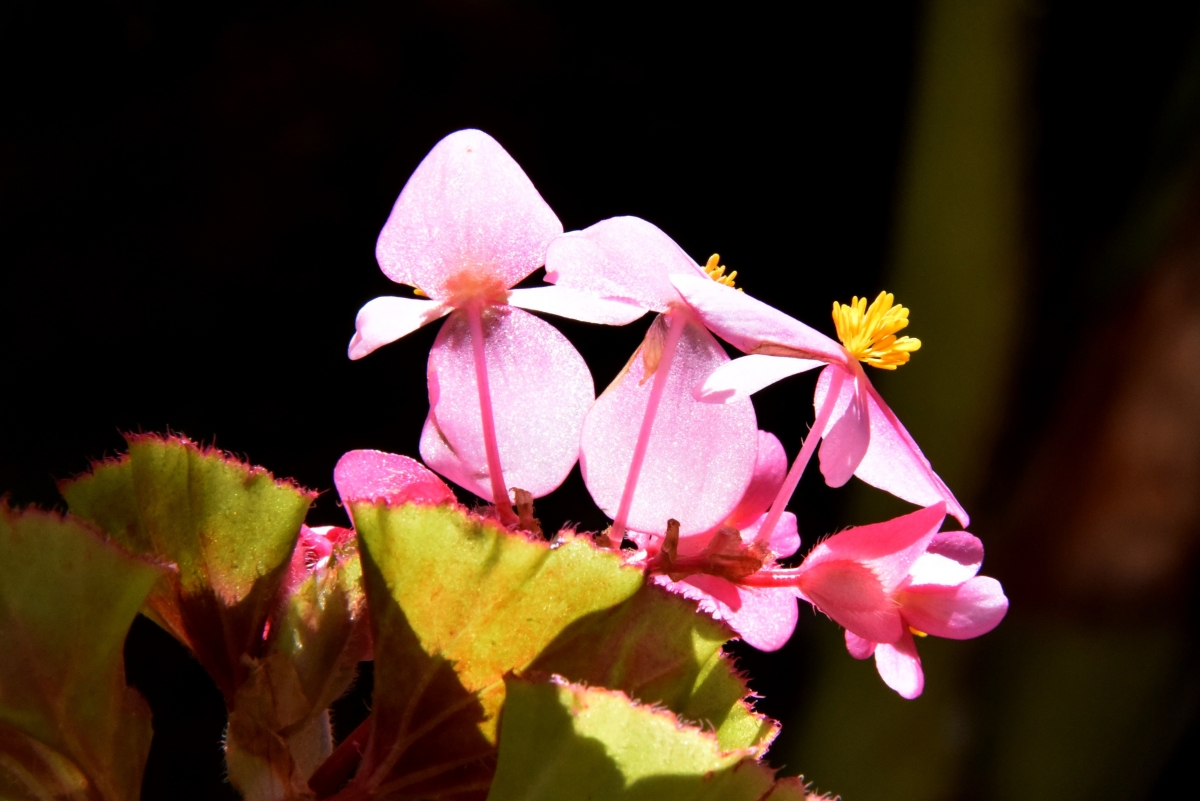 Begonia