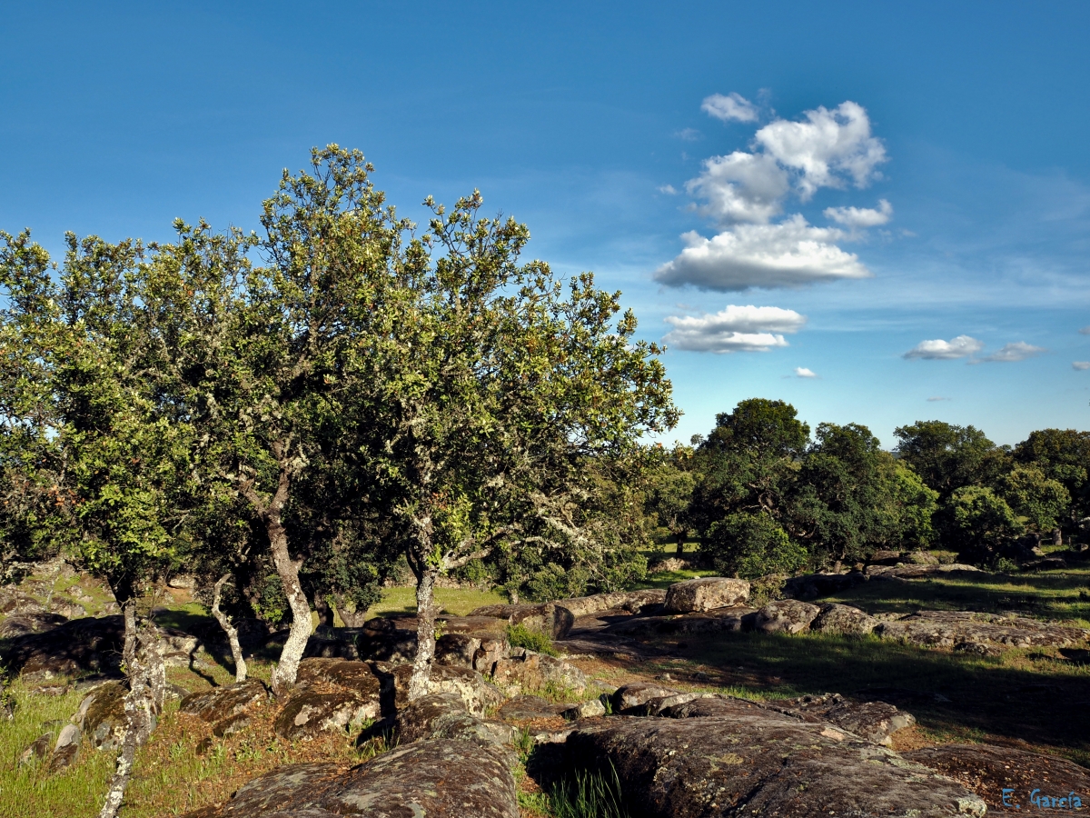 Paisajes de Dehesa XI