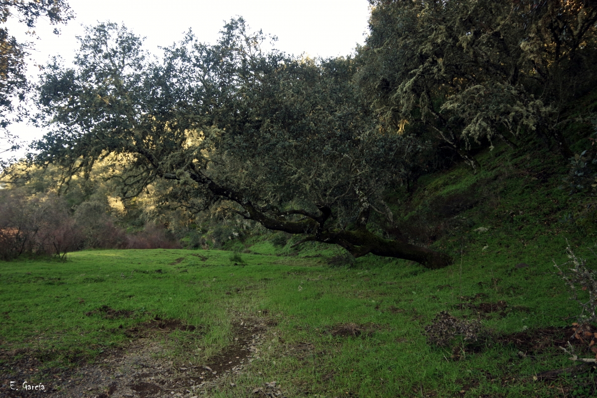 Paisajes de Dehesa XII