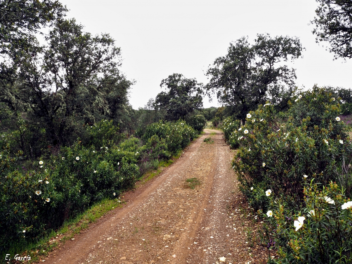 Caminos II