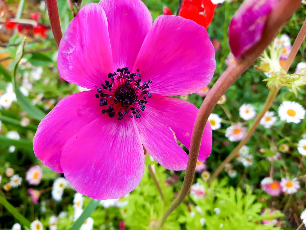 PRIMAVERA DE FLORS