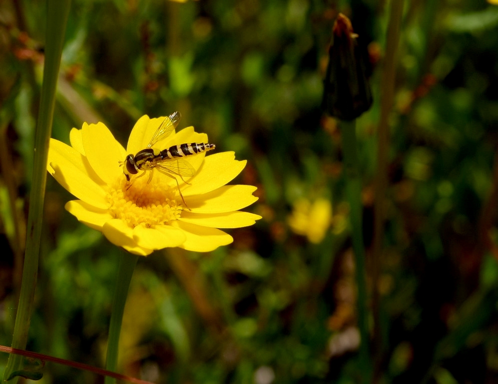 Flora y fauna I