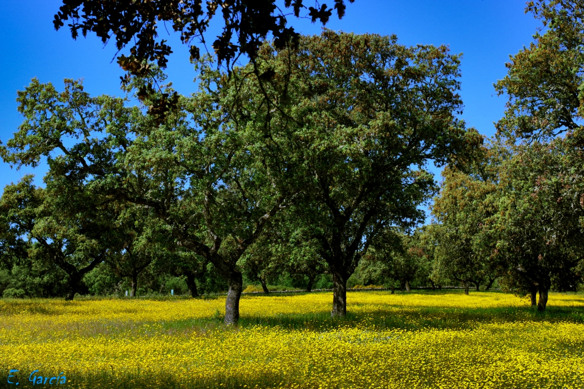 Paisajes de Dehesa XIII