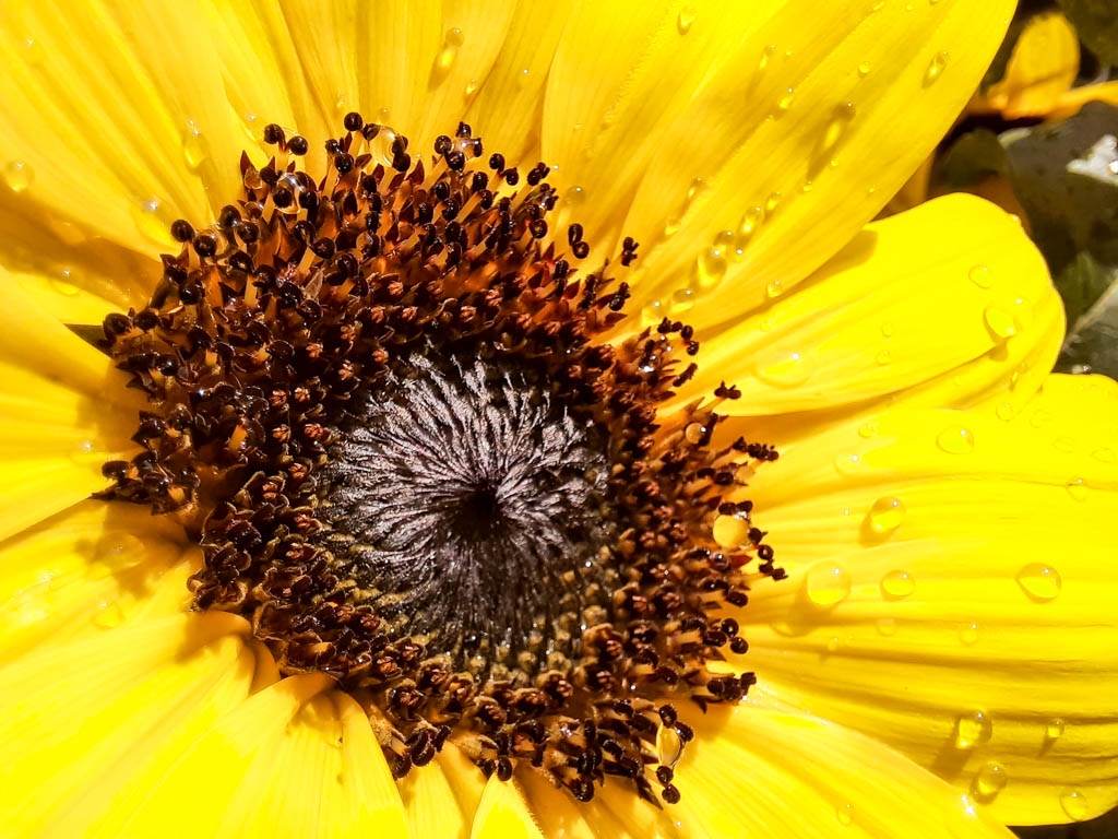 TEMPS DE FLORS