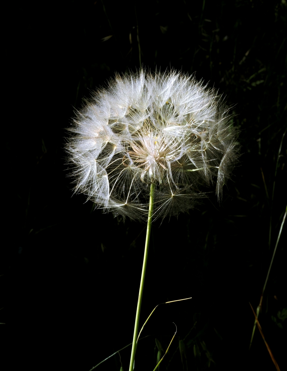 Caprichos primaverales