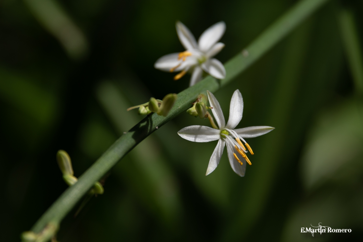 Flor